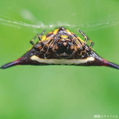 Spiny Orb Weaver dangling 