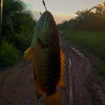 Ikan Betok