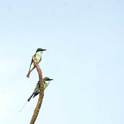 • Blue-Throated •