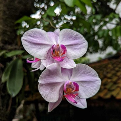 Anggrek Bulan