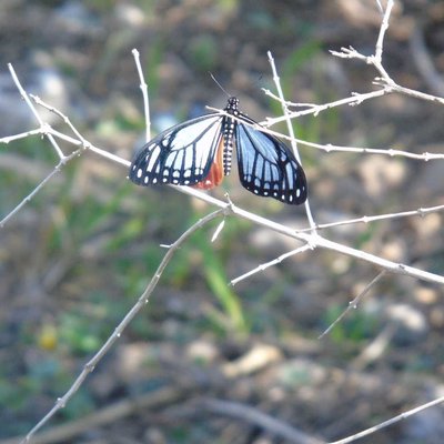 Butterflies Of Meghalaya