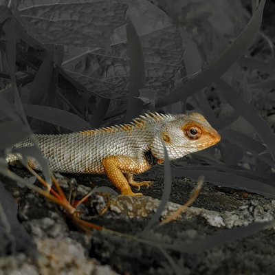 Common Garden Lizard 🦎