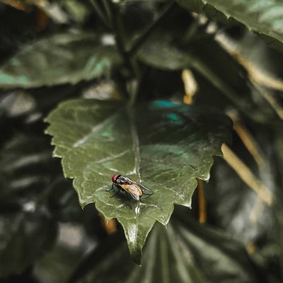 House Fly 