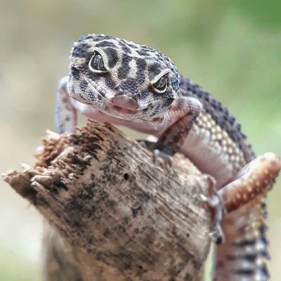 Leopard Gecko