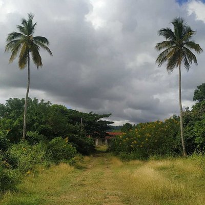 Campos de Cuba