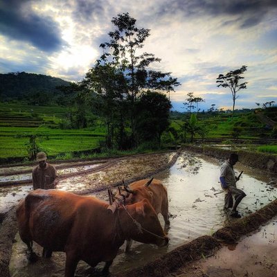 Bajak sawah tradisional 
