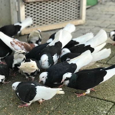 Güvercinler