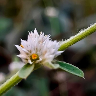 Alternanthera philoxeroides