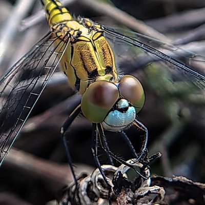 macro