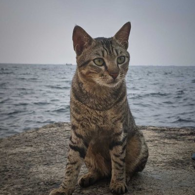 kucing domestik 