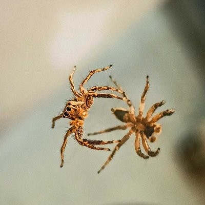 spider