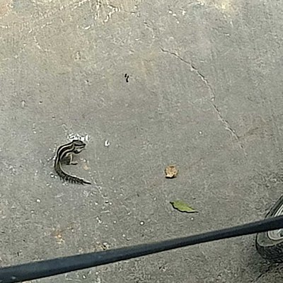 Squirrel eating food 