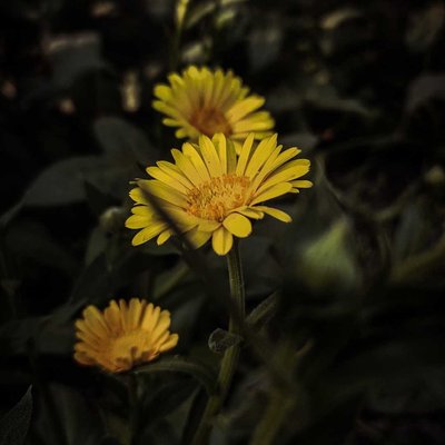 Sun Flower 