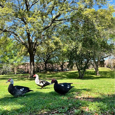 That Duck Park Lake