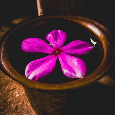 flower 🌸