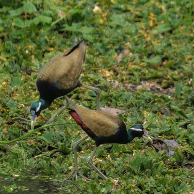 Birds World 