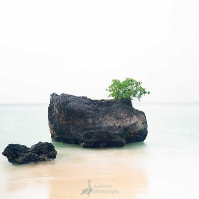 tumbuh diatas batu