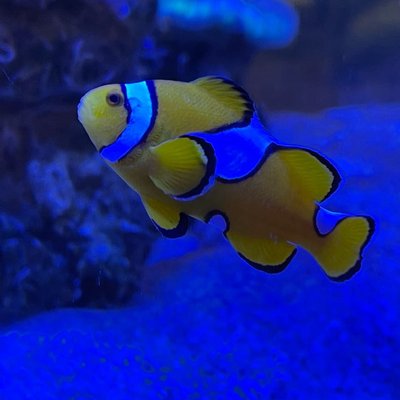 Amphiprion ocellaris