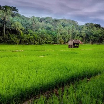 sawah 