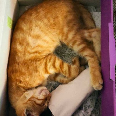What's with the cat in box?