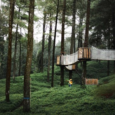 Pine Forest in the Rainy Day
