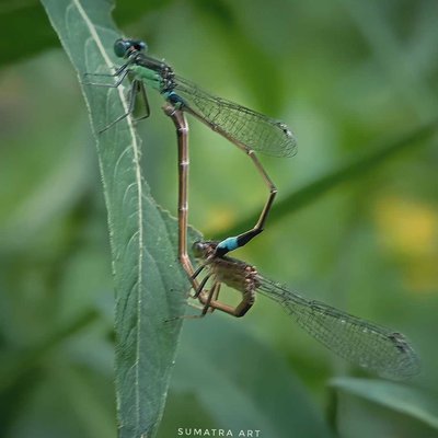 Ischnura senegalensis