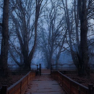 INTO THE WOODS 