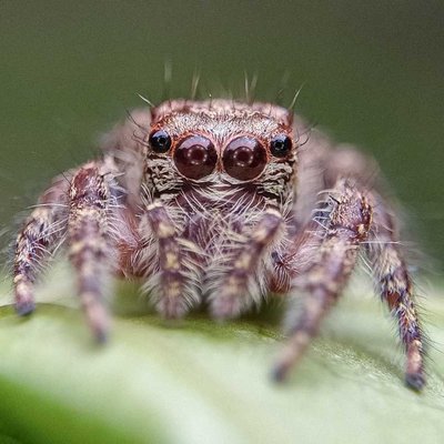 Phidippus putnami