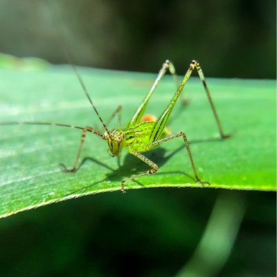 Phaneroptera falcata