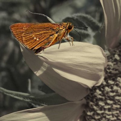 Pelopidas mathias