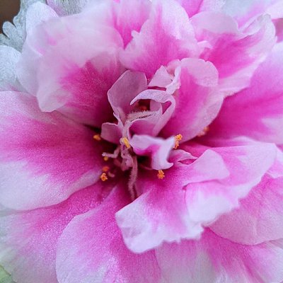 Rose moss