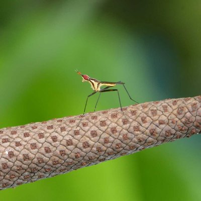 Banana stalk fly
