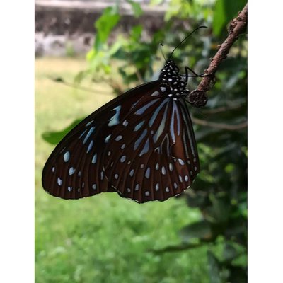 Tirumala Butterfly