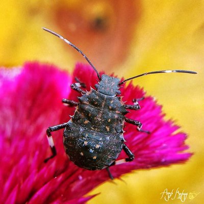 colourful bug
