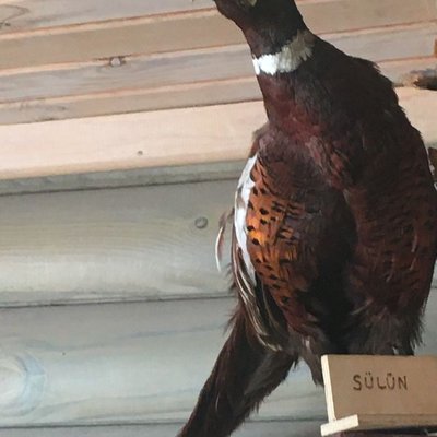 sülün