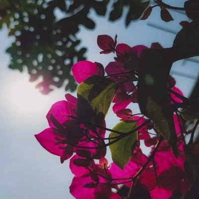 Bongvile #pindle #pindleindia #pindlemedinipur