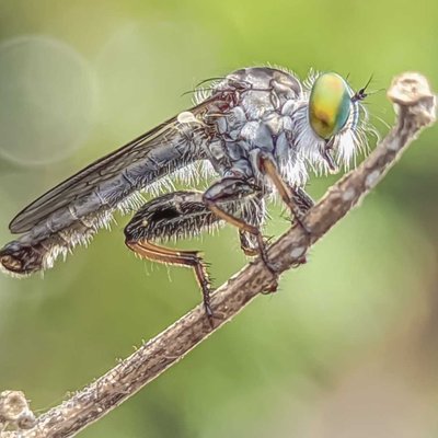 ommatius inssectatus