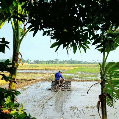 meluku sawah/kultivator 