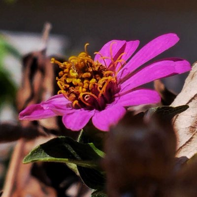 zinia
