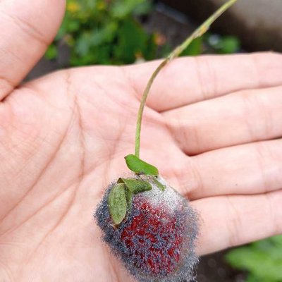strawberry
