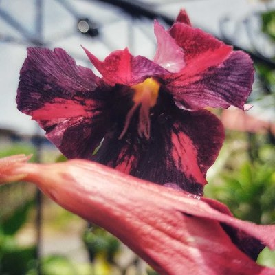Adenium Rachan