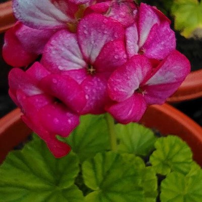 unedited flower