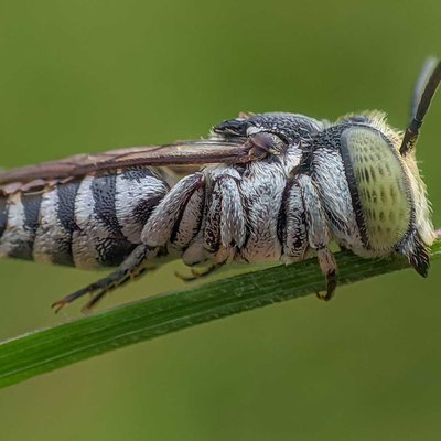 CUCKOO BEE