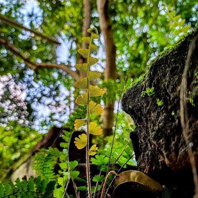 🌿🌿🌿🌿