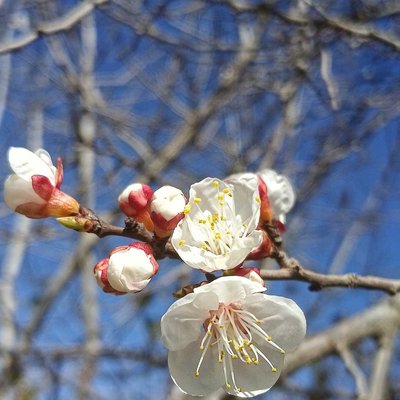 Bunga Sakura