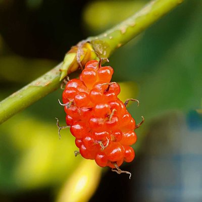 Morus alba