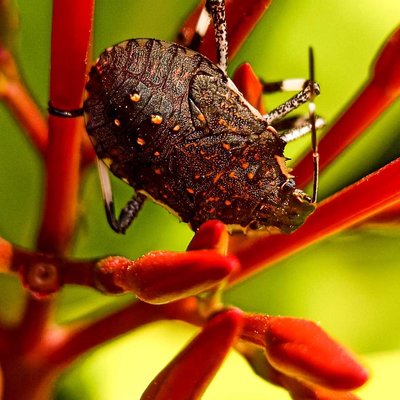 The brown marmorated stink bug