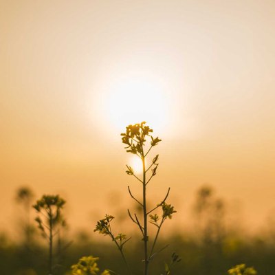 mustard flower 🌼 (India)