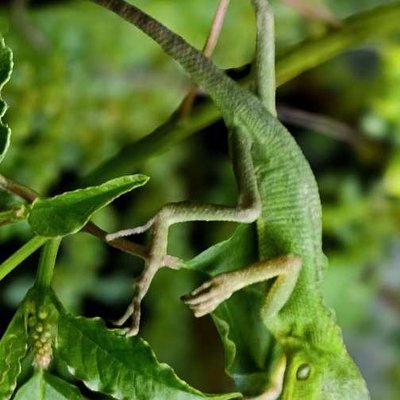 CHAMELEON