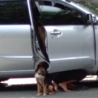 dog